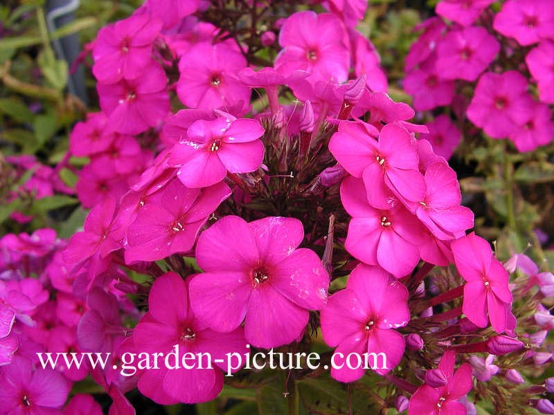 Phlox paniculata 'Blue Boy'