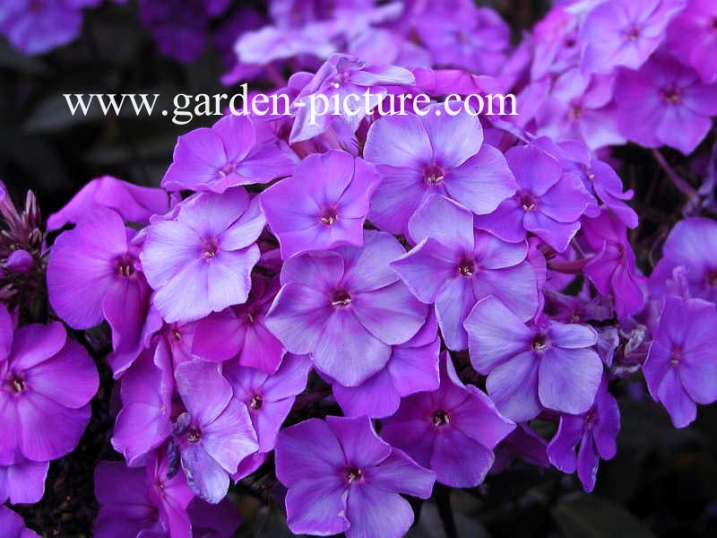 Phlox paniculata 'Blue Paradise'