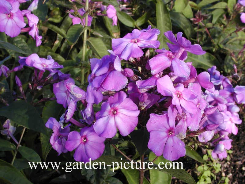 Phlox paniculata 'Blue Paradise'