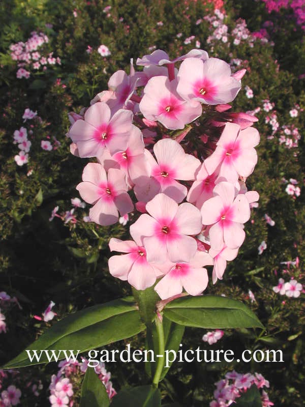 Phlox 'Bright Eyes' (Paniculata Group)