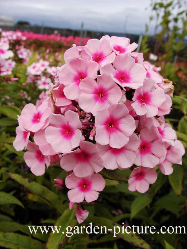 Phlox 'Bright Eyes' (Paniculata Group)