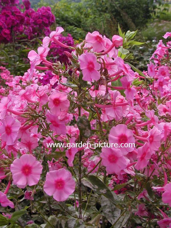 Plantentuin Esveld