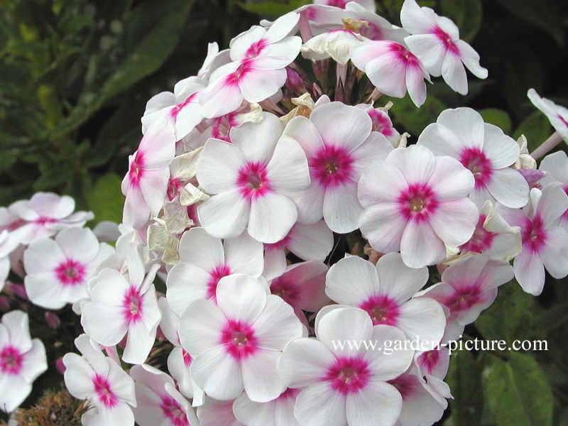 Phlox paniculata 'Europa'