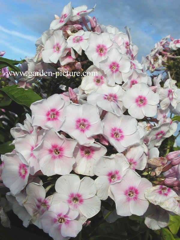 Phlox paniculata 'Europa'