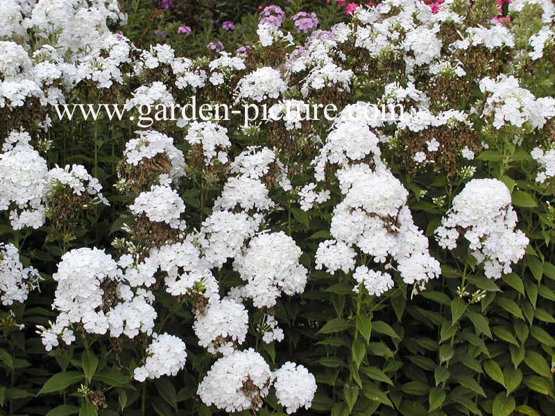 Phlox paniculata 'Fujiyama'