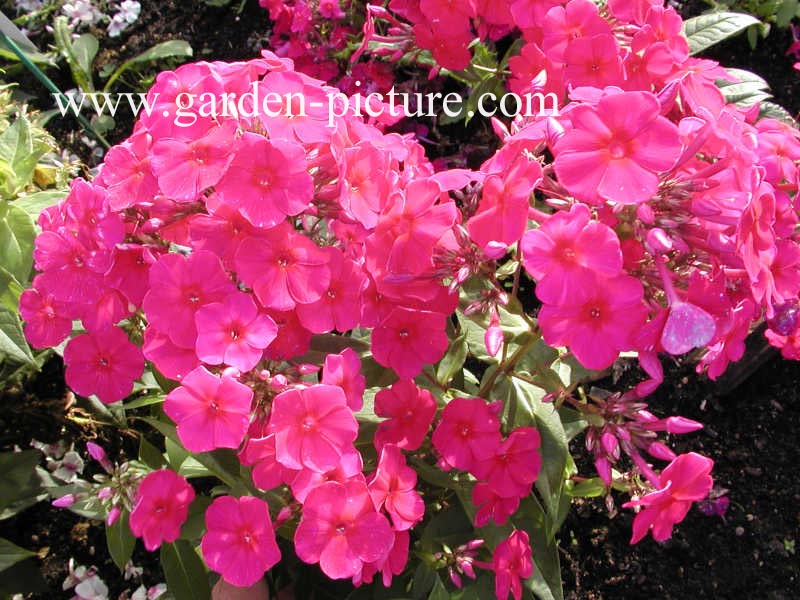 Phlox paniculata 'Kirchenfuerst'