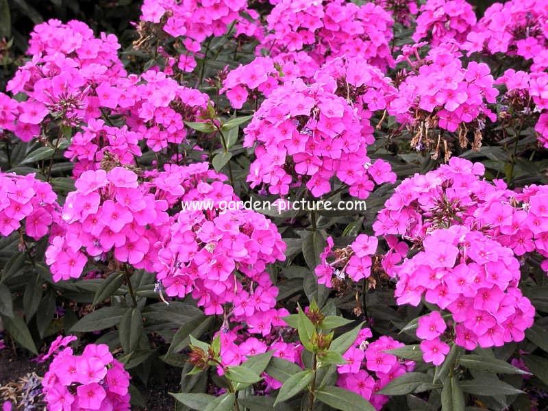 Phlox paniculata 'Look Again'