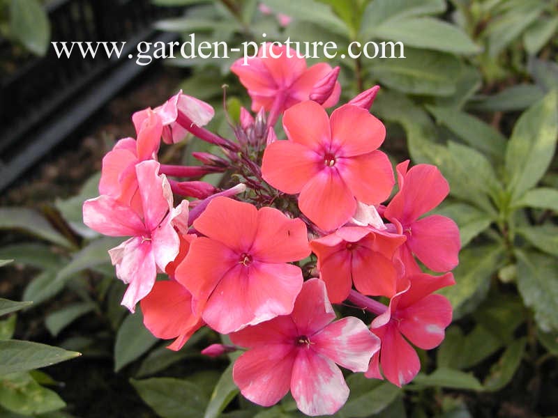 Phlox paniculata 'Orange Perfection'