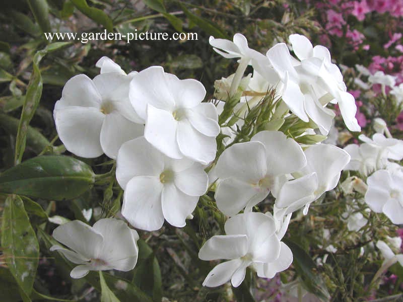 Phlox paniculata 'Rembrandt'