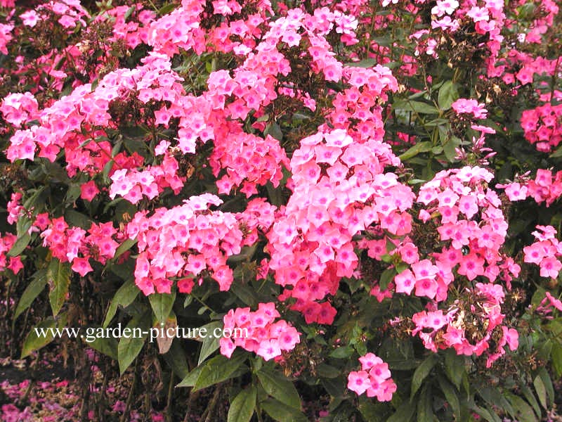 Phlox paniculata 'Spitfire'