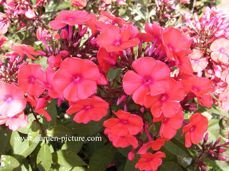 Phlox paniculata 'Spitfire'