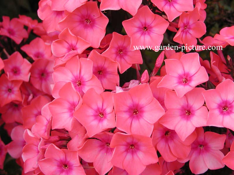 Phlox paniculata 'Spitfire'