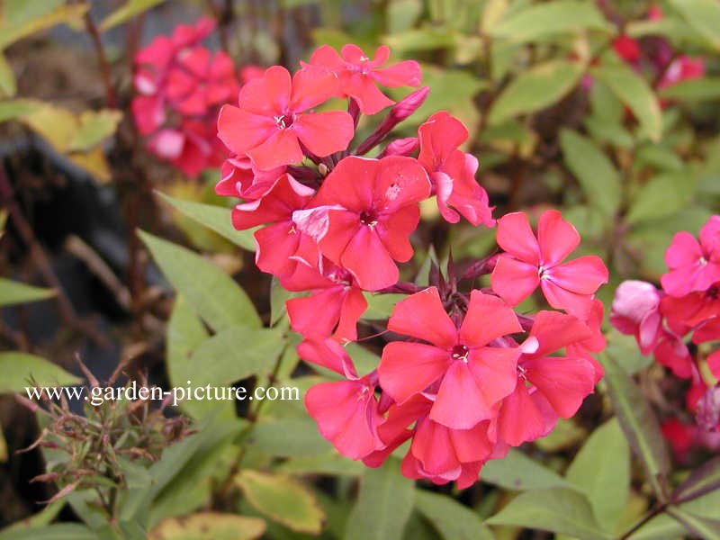 Phlox 'Starfire'