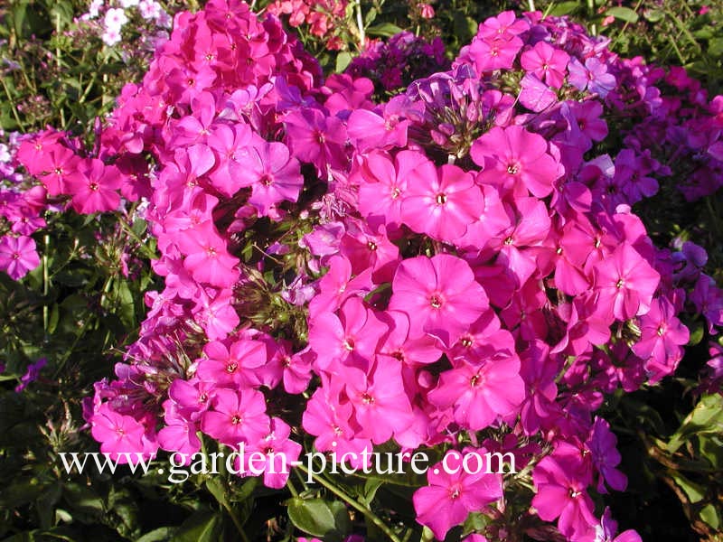 Phlox 'The King' (Paniculata Group)