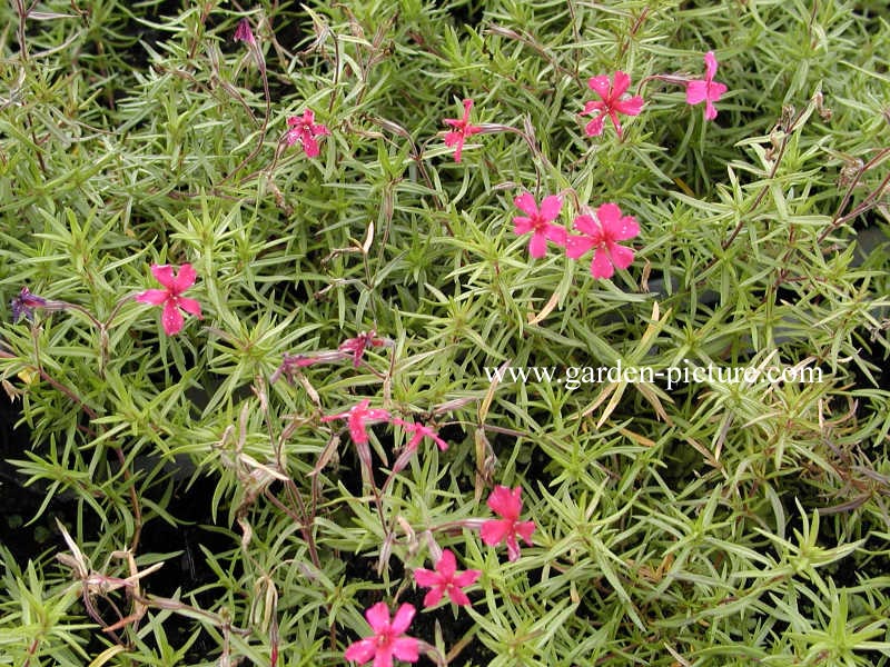 Phlox subulata 'Atropurpurea'