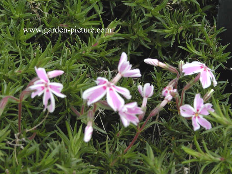 Phlox subulata 'Candy Stripes'