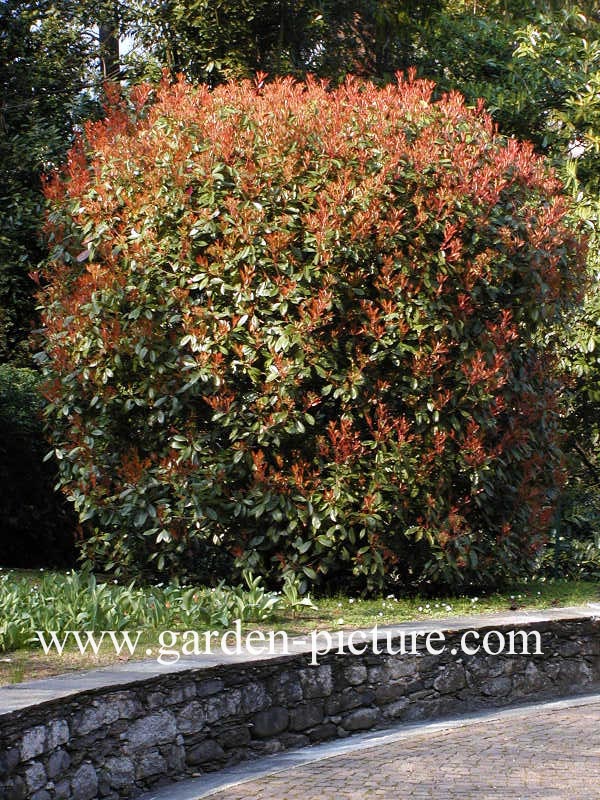 Photinia fraseri 'Red Robin'