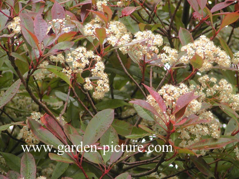 Photinia fraseri 'Red Robin'