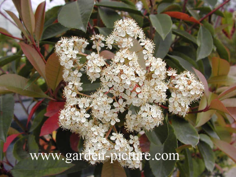 Photinia fraseri 'Red Robin'