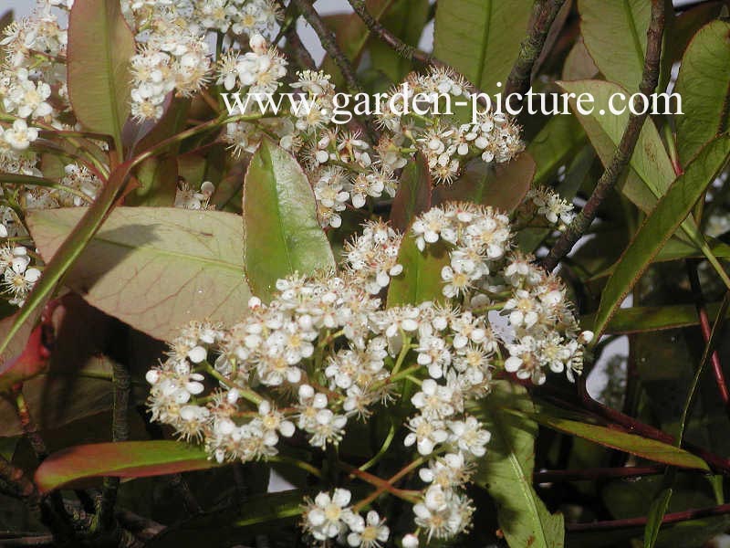 Photinia fraseri 'Red Robin'