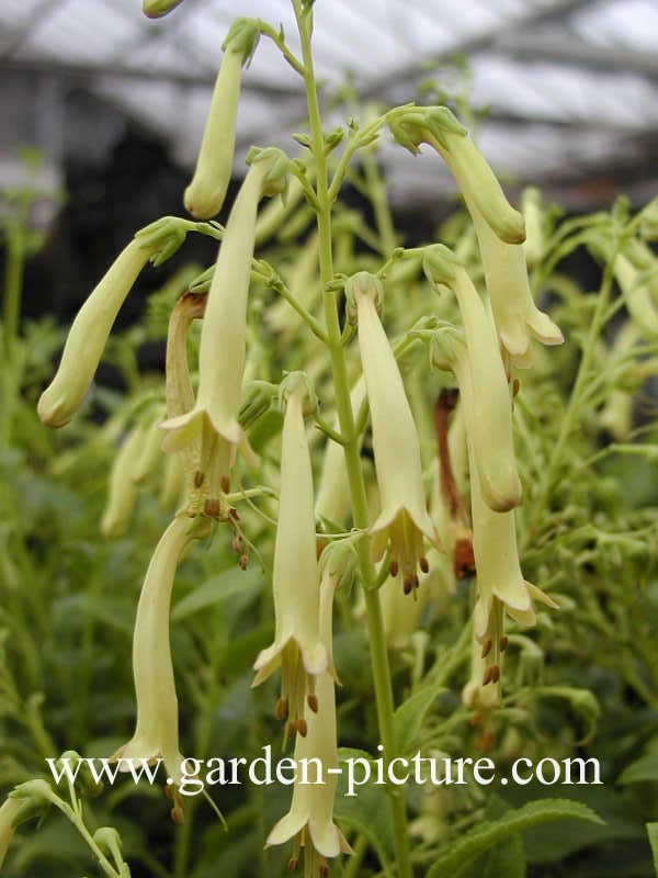 Phygelius aequalis 'Yellow Trumpet'