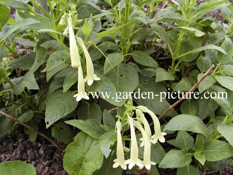 Phygelius aequalis 'Yellow Trumpet'