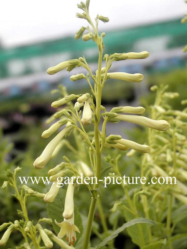 Phygelius aequalis 'Yellow Trumpet'