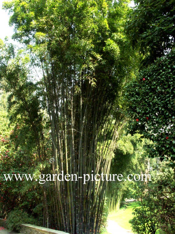 Phyllostachys nigra