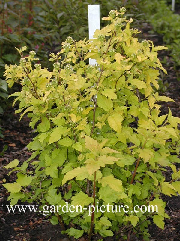 Physocarpus opulifolius 'Dart's Gold'