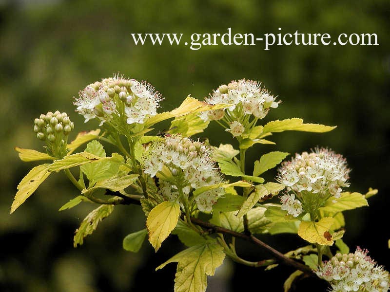 Physocarpus opulifolius 'Dart's Gold'