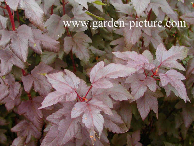 Physocarpus opulifolius 'Diabolo'