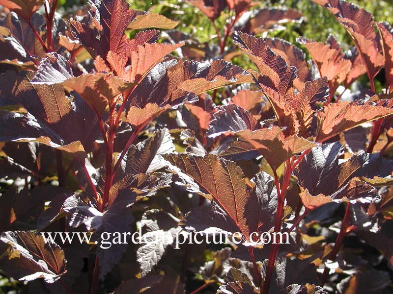 Physocarpus opulifolius 'Diabolo'