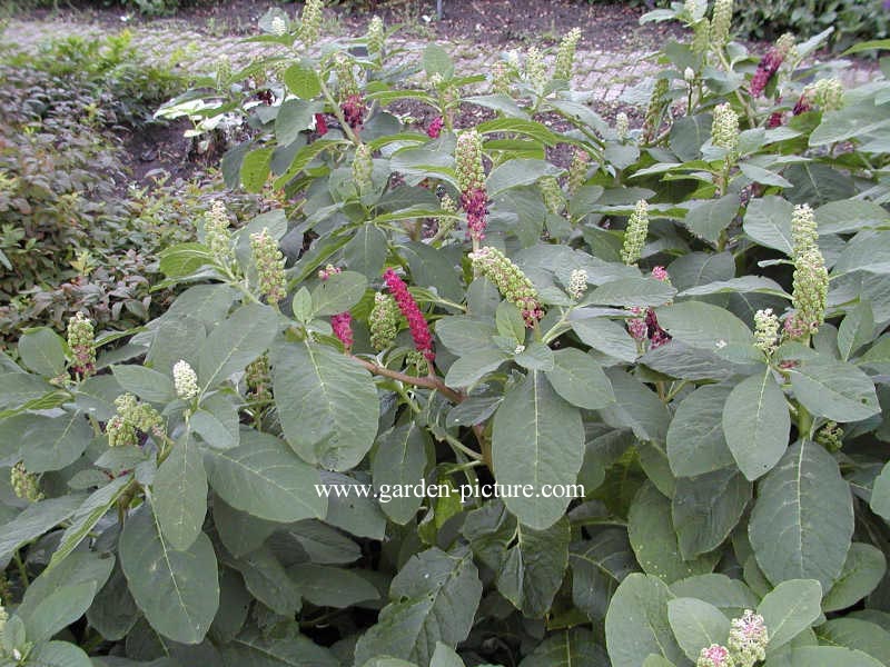 Phytolacca americana