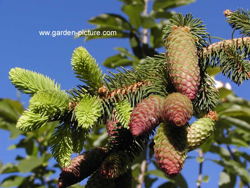 Picea abies 'Acrocona'