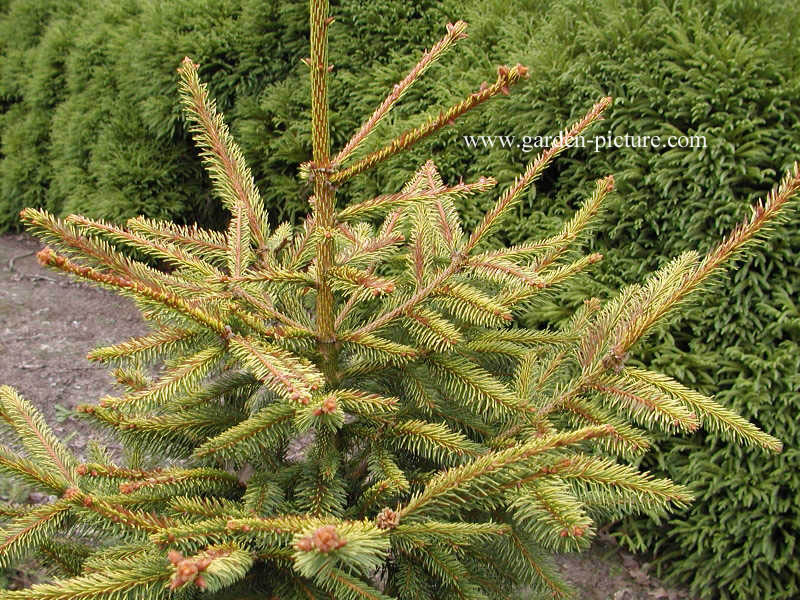 Picea orientalis 'Aureospicata'