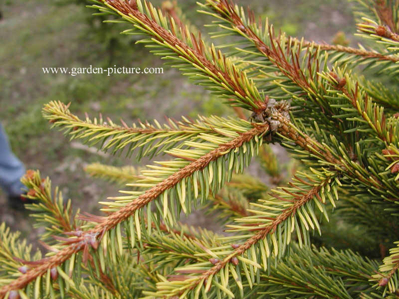 Picea orientalis 'Aureospicata'