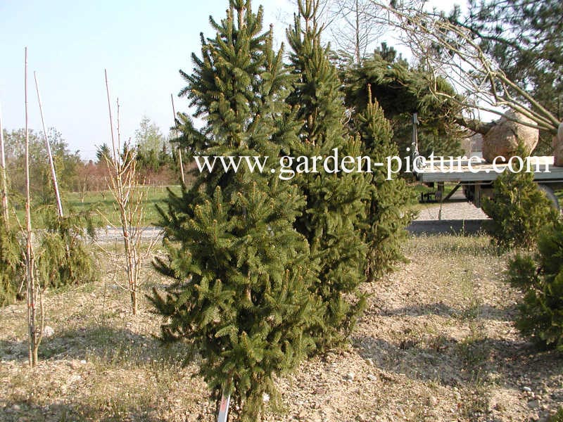 Picea abies 'Columnaris'