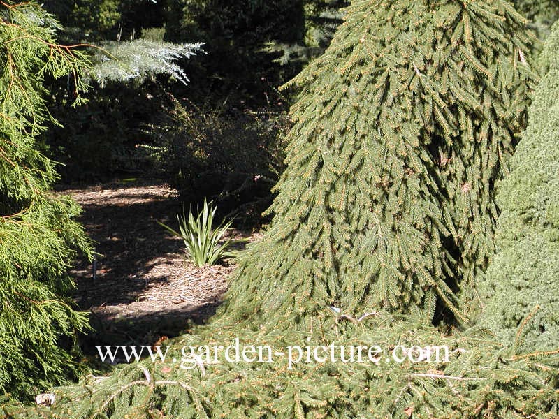 Picea abies 'Inversa'