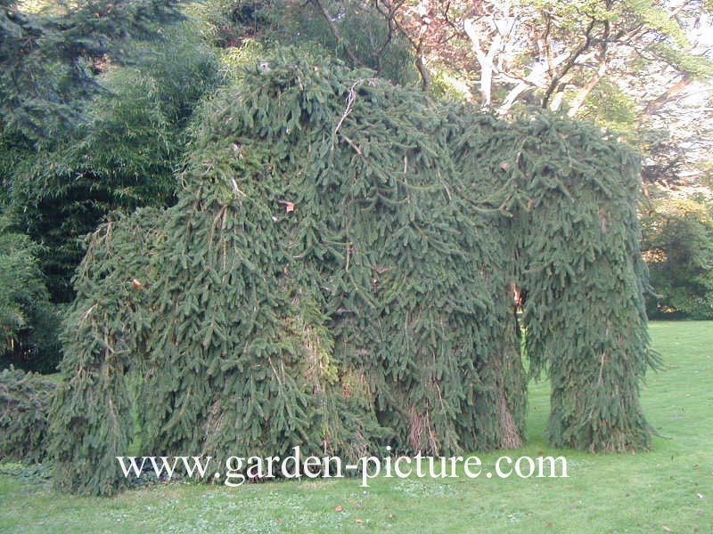 Picea abies 'Inversa'