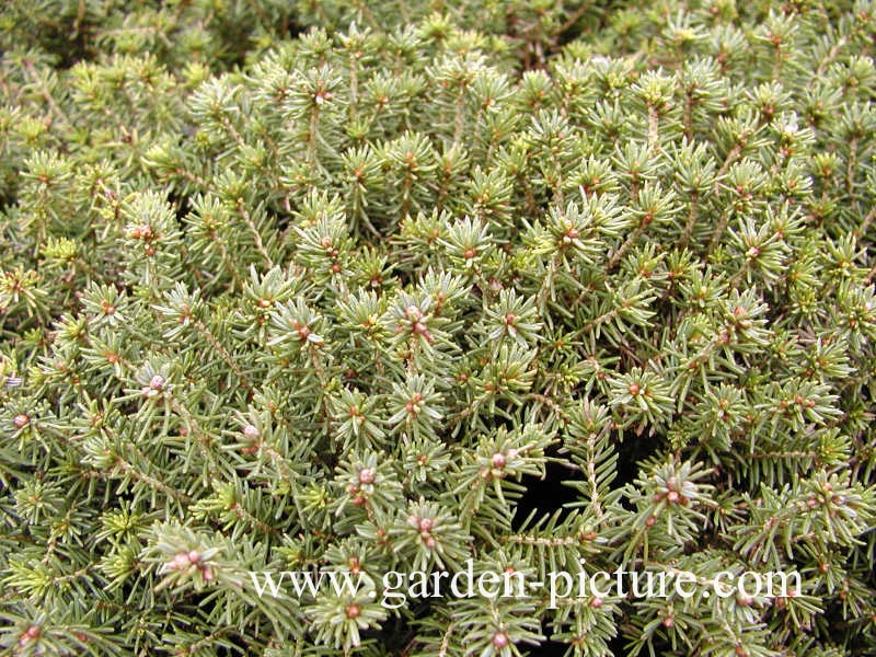 Picea abies 'Little Gem'