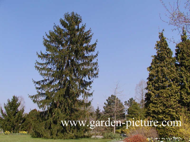 Picea abies 'Pendula Major'