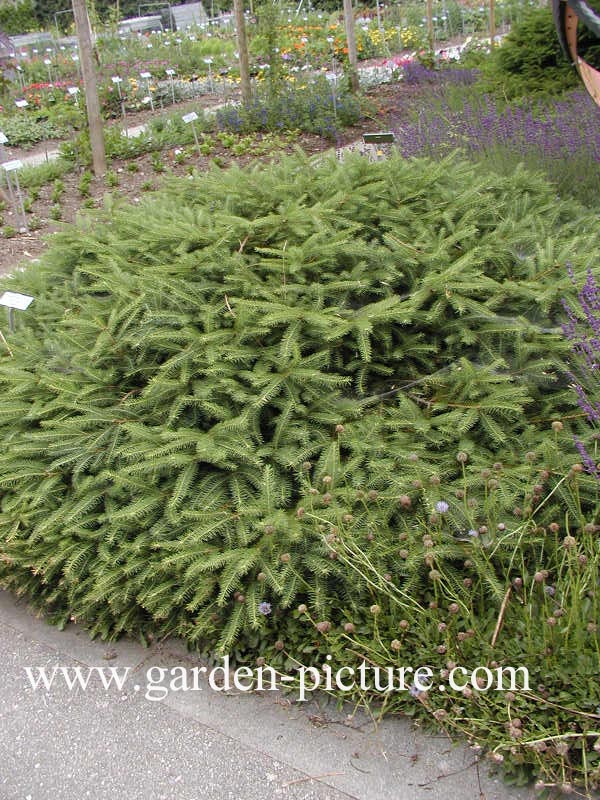 Picea abies 'Repens'