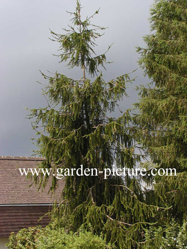 Picea abies 'Virgata'