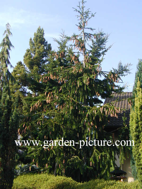 Picea abies 'Virgata'