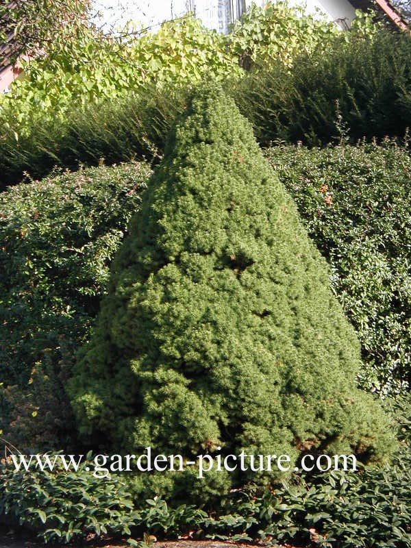 Picea glauca 'Conica'