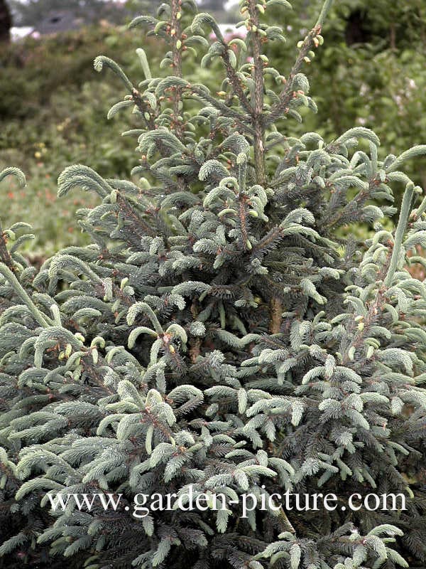 Picea likiangensis var. rubescens