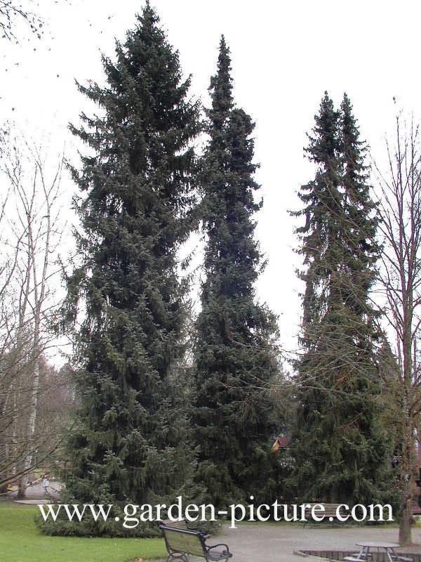 Picea omorika