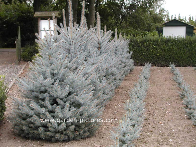 Picea pungens 'Blue Diamond'