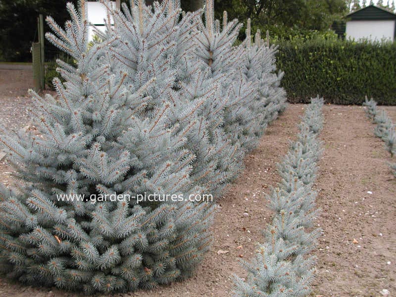 Picea pungens 'Blue Diamond'