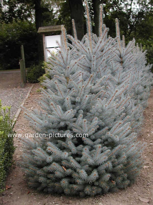 Picea pungens 'Blue Diamond'